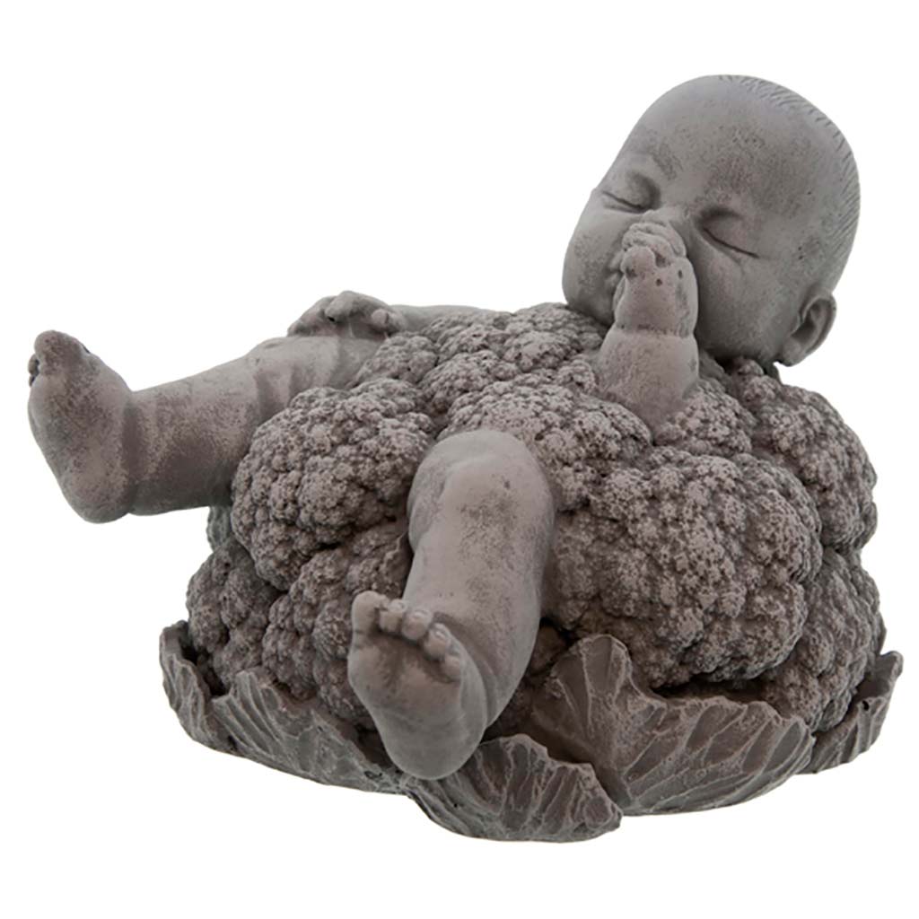 Bebe Dans Chou Fleur Pierre Labis Import Export